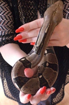 Lady Dekadenz mit Boa Constrictor